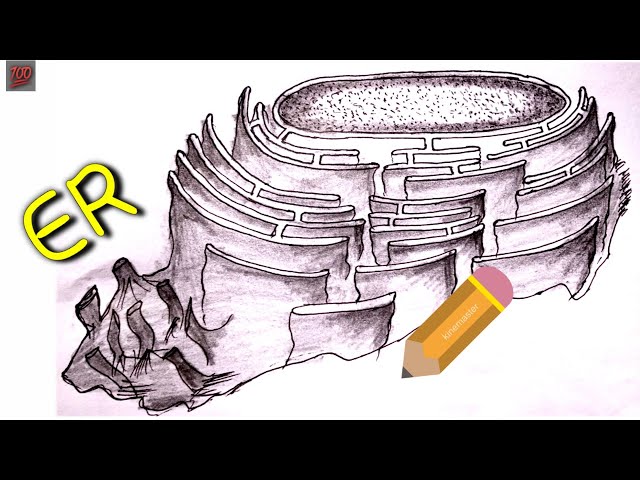 Endoplasmic Reticulum Drawing Easy