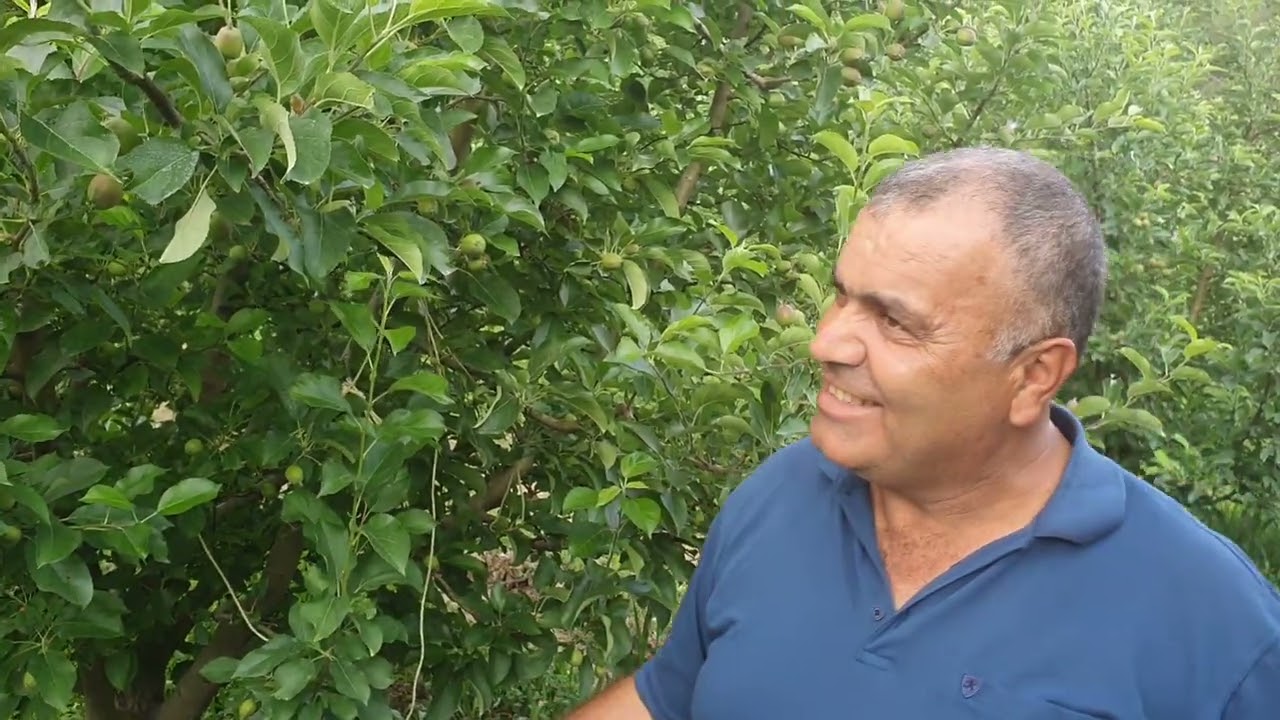 Eğirdir yuvalı köyü Hammal KAZIMIN elma bahçesinde şahitli gübreleme