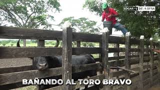 BAÑANDO UN TORO BRAVO