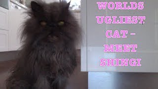Worlds Ugliest Cat | Meet Shingi