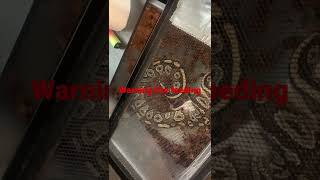 Celebrity warning live feeding ball python Wealth