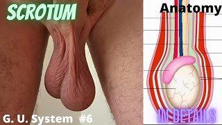 Scrotum anatomy in details. G. U. System part 6. @dr.techvlogger9019