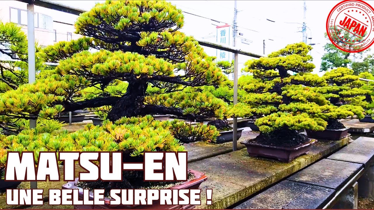 Oji Asahi Matsu-en 尾路旭松園 La Pépinière de Maître Satoru Oniji🌱 NEJIKAN BONSAI 🌱