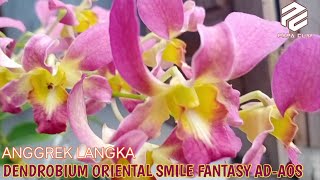ANGGREK LANGKA - DENDROBIUM ORIENTAL SMILE FANTASY AD AOS screenshot 4
