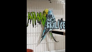 Kral ve Kraliçe muhabbet Kuşu Opal  Geldi