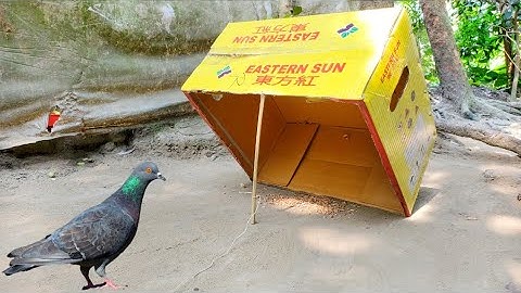 Easy Bird Trap And Cardboard Pigeon Trap//Bird Trap...