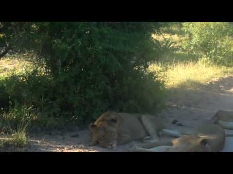 Pride of Lions Hunting Pt. 1 - Sabi Game Reserve, ...