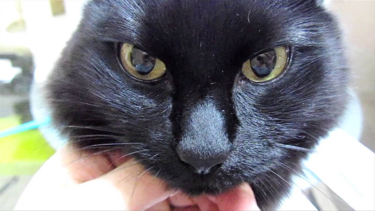 しゃべる猫しおちゃんと その相方ティーちゃんの魅力をギュっと凝縮した素敵なショートムービー 動画 しゃべる猫しおちゃんと その相方ティーちゃんの魅力をギュっと凝縮した素敵なショートムービー 動画