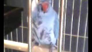 Jack after bath.The Indian ringneck