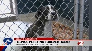 Humane Society trying to help pets find forever homes