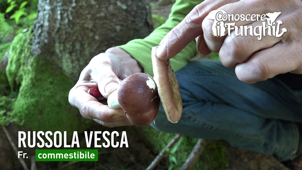 Conoscere i Funghi: Russola vesca [ COMMESTIBILE ]