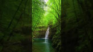 Emerald Forest with Hidden Waterfall #nature #livewallpaper #footage #freefootage screenshot 2