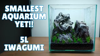 Minimalist Iwagumi in a 5L Cube. Our smallest aquarium yet!