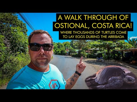 Walk Through Of Ostional - Where Thousands Of Turtles Come To Lay Eggs During The Arribada!!