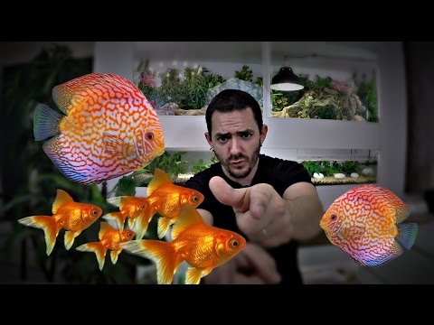 snake reptiles pictures Un incroyable aquarium dans un terrarium , quels poissons choisir?
