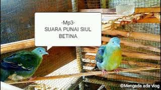 🔊MP3 Suara Punai Siul Betina_suara punai siul ampuh_suara punai 2025