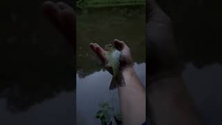 Trade secrets #tradesecrets #cheatcodes #fishinglife #fishing #catchandrelease #earlymorning