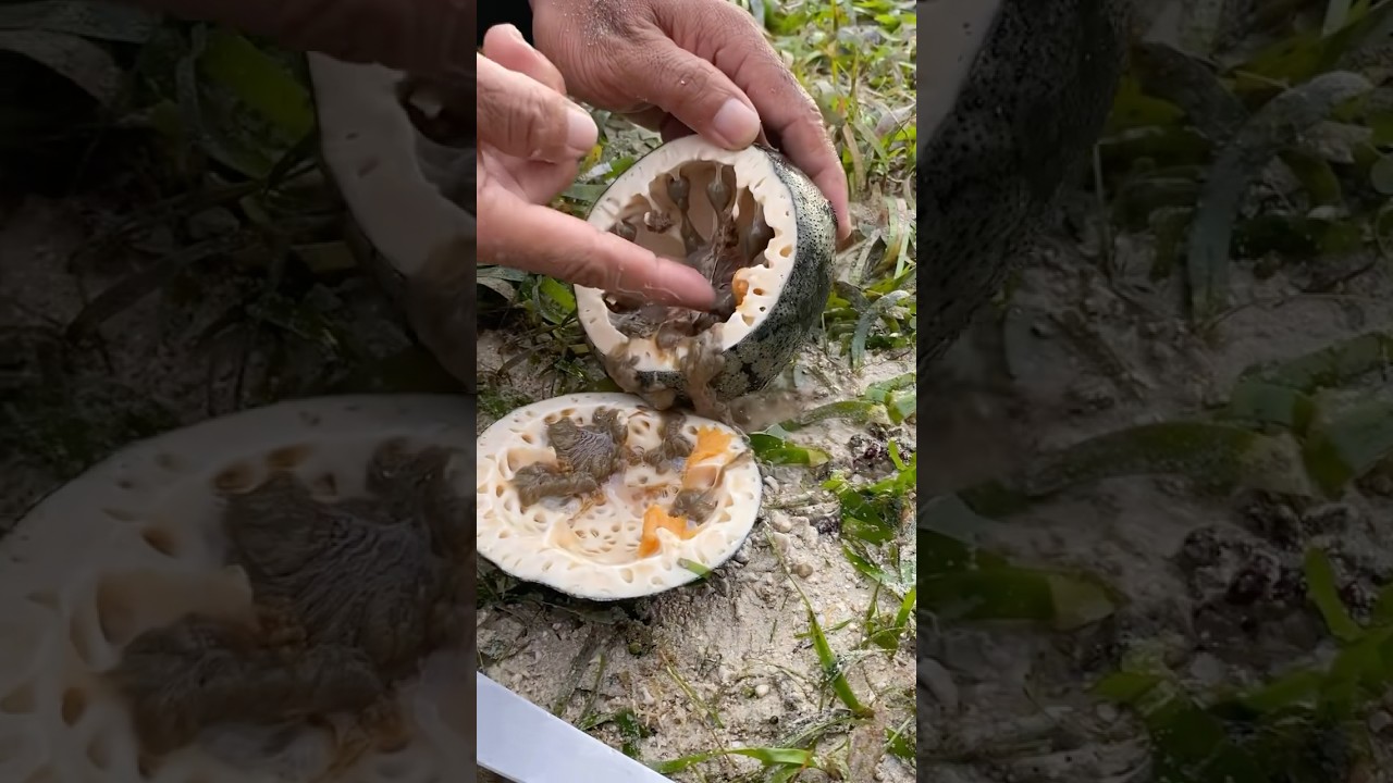 We Found BRIGHT YELLOW Eggs Inside a Starfish! 🤯