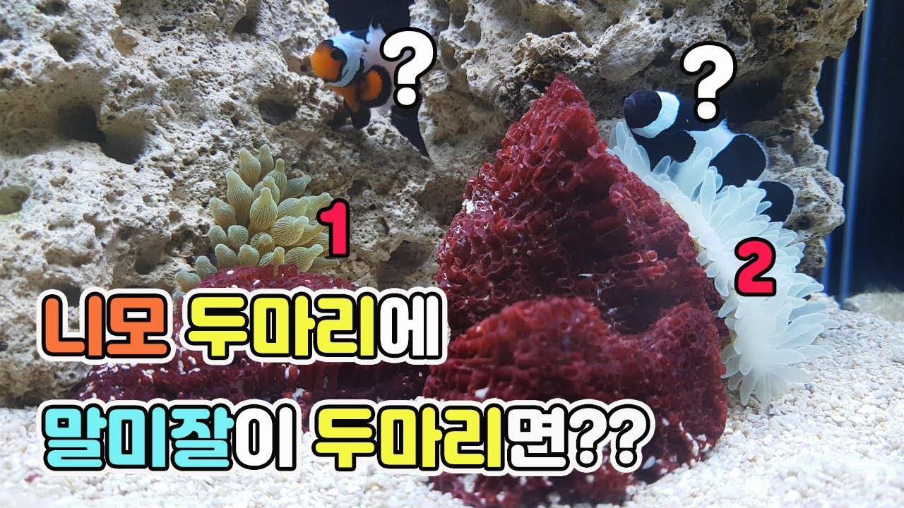 주황니모에게도 말미잘을 선물해주었다! 과연 이들의 선택은?[TV생물도감]