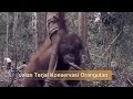 Jalan Terjal Konservasi Orangutan