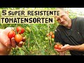 Diese 5 tomatensorten haben sich als sehr resistent gegen die kraut und braunfule in 2021 erwiesen