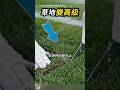 一块草翻身了🏟️