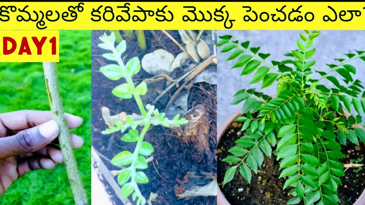 How to grow curry leaves plant from stems, plant from cuttings, కొమ్మలతో కరివేపాకు curryleaves