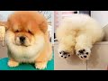 The Cutest Animals Of TikTok 🐶