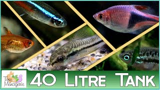 5 Perfect Fish for a 40 Litre (10 gallon) Tank.