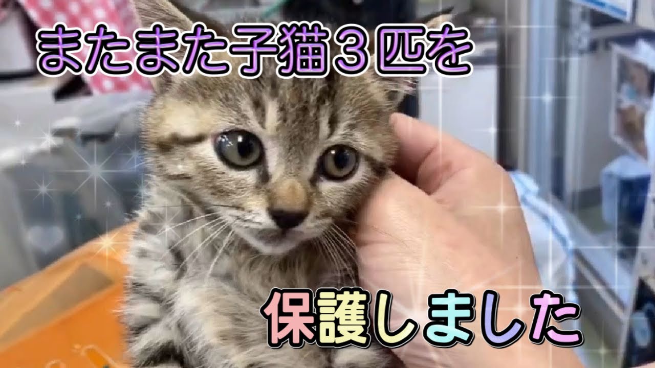住民の方のご協力で 生後7週目 8週目の子猫3匹を保護しました 3 Kittens Rescued Youtube