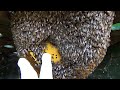 what lets see the work of bees  | honey | inside a beehive | queen bee