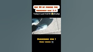 day 33 of finding the cruchiest leaf 🍁🍂