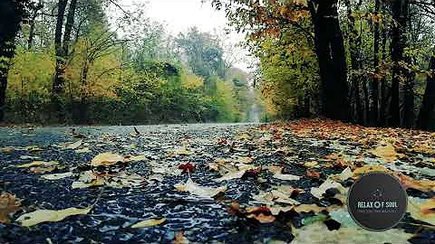 Birds Chirping | Singing in Rain |Relaxation Meditation | Nature Sounds| Rain deep sleep