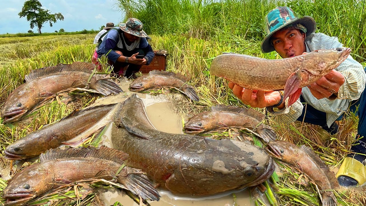 How to Successfully Catch Copper Snakehead Fish