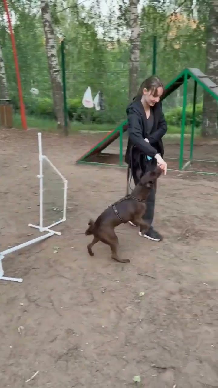 виды спорта для собак