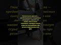Штраф в 500 рублей за собаку на коленях: как правильно перевозить животных в машине по закону #авто