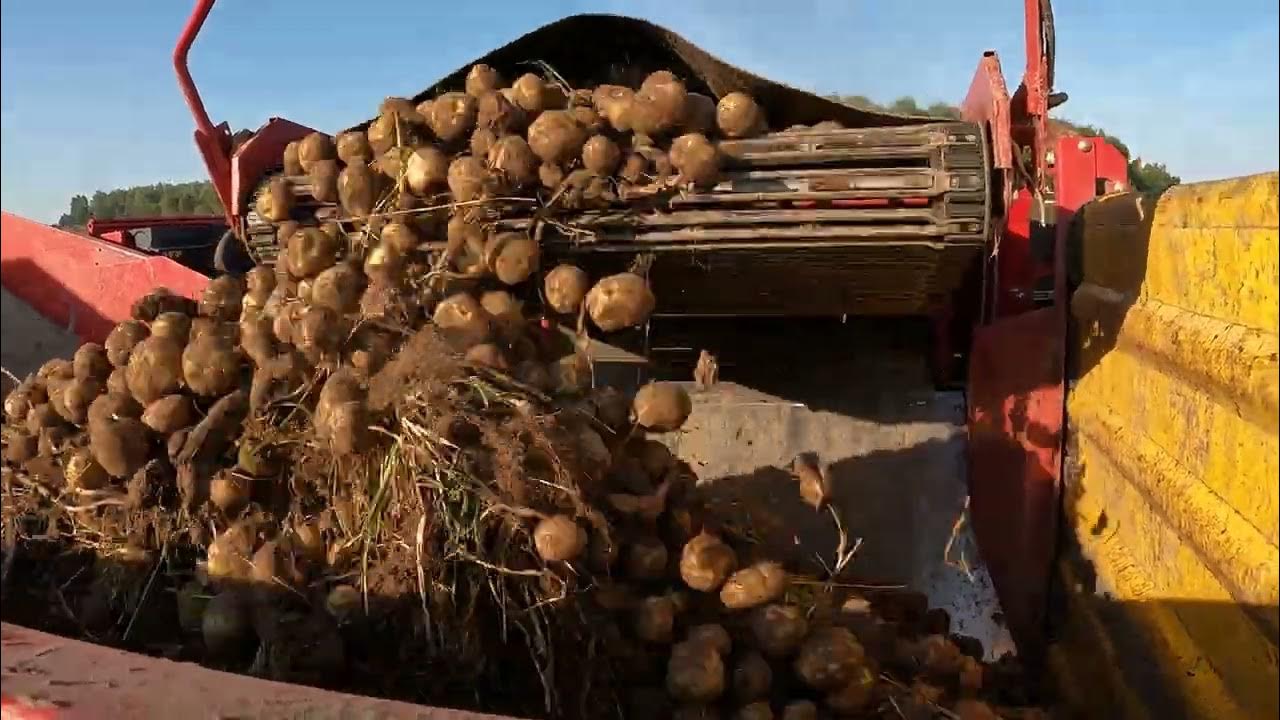 17.09.2024. Уборка картофеля сорт Коломбо. - YouTube