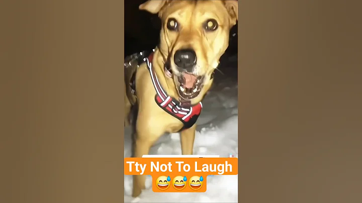 Try Not To Laugh 🤣 Funny Dogs Moments #funnyvideo #Funnydogs #dogs #dogshorts #laugh #reactio