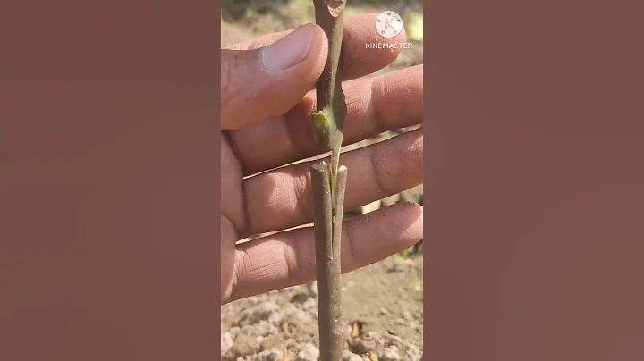 Mango grafting steps #shorts #satisfying #grafting #bonsai  #garden #tiktok #viralshorts #farming
