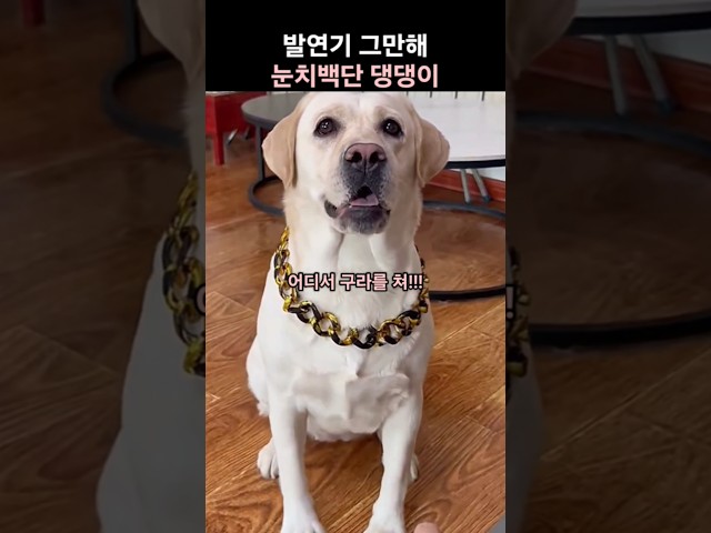 발연기 그만해! 바로 알아차리는 눈치백단 댕댕이