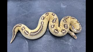 Yellowbelly Complex Ball Pythons Part 2: So, what do they look like as adults?