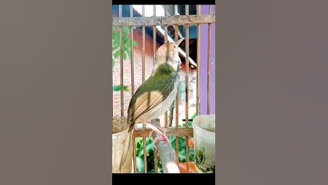 suara prenjak lumut gacor#prenjaklumutgacor #prenjakmerah #shorts