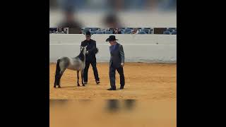 Amha World Championship Show, 2022. Trainer Showmanship Fundraiser Class.
