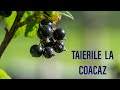 TAIERILE LA COACAZ - cum se fac taieri la coacaz negru, rosu si alb ... la fel se fac si la agris