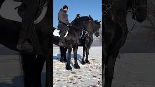 Friesian Stallions. Age 3 years - 6 years. #friesian  #friesianstallion #horses #equestrian