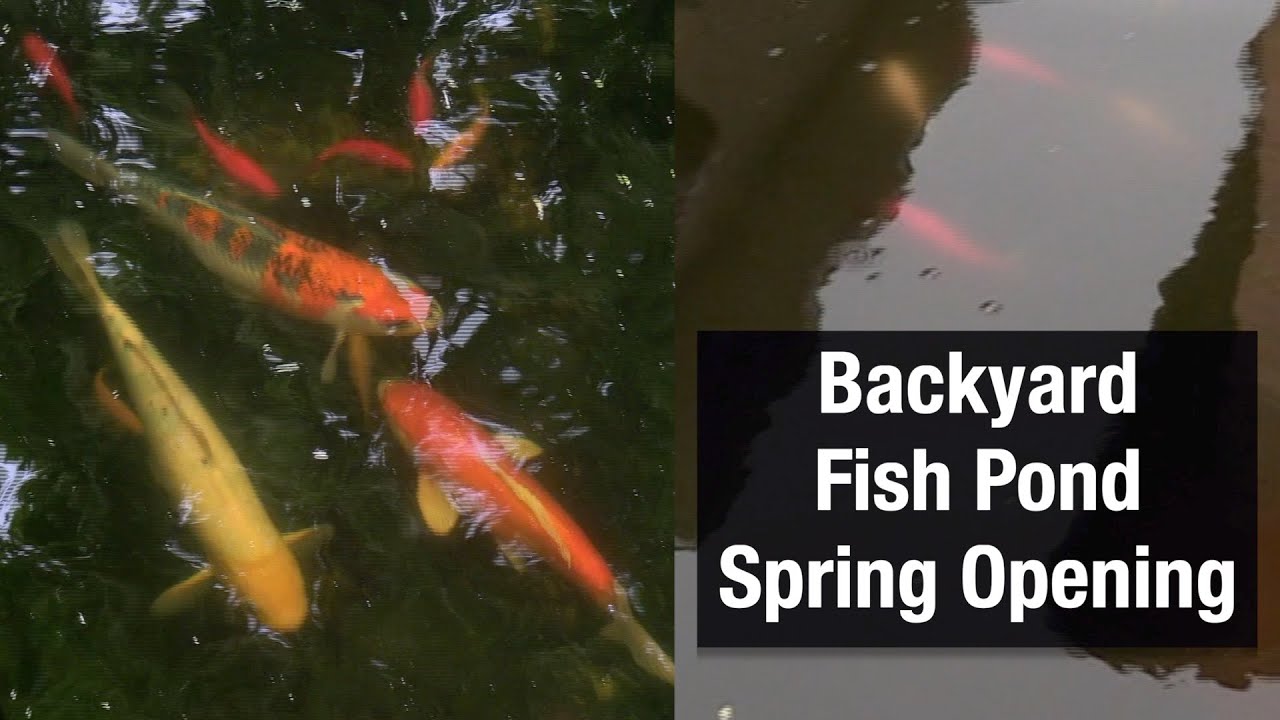 Backyard Fish Pond Spring Opening YouTube