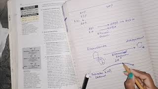 Deoxyribonucleotide synthesis #nucleotide_Metabolism #biochemistry