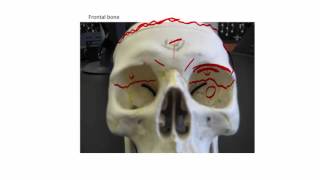Cranial Bones Part 1   20160210 185744 6