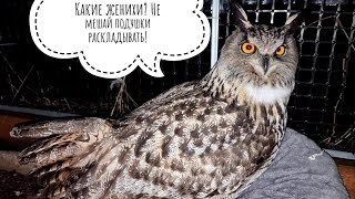 I tell the owl Yoll that they want to marry her on the Internet,they are looking for a groom for her