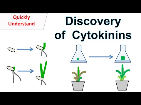 Video: Gdje se citokinini nalaze u biljci koja je njihova funkcija?